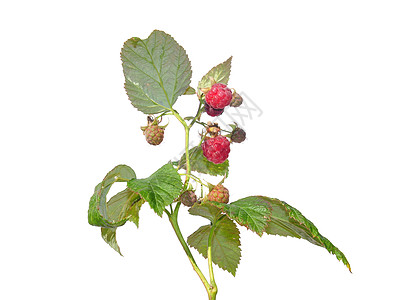 草莓 Rubus ideus植物群医疗草本植物植物红色荒野钩子水果白色浆果图片