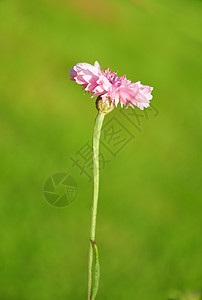 花园矢车菊白色植物群菊科草本植物粉色植物青色图片