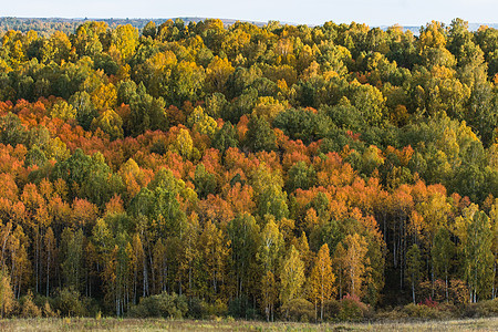 秋季森林场景金子棕色植物植物群白色叶子橙子季节环境图片