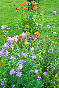 鲜花床金盏花绿色草地花园图片