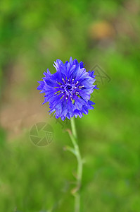 花园矢车菊草本植物白色植物群菊科植物蓝色青色图片