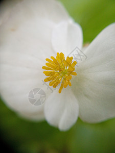 紧接花朵旅行广告绿色森林花园踪迹季节相片背景图片