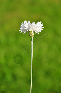 花园矢车菊草本植物白色青色菊科植物群植物图片