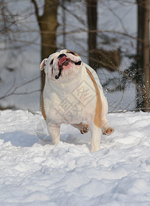 在雪中奔跑的狗狗宠物跑步斗牛犬舌头犬类图片