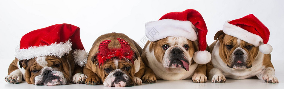 圣诞狗宠物季节性英语帽子舌头休息人性化情感犬类斗牛犬图片