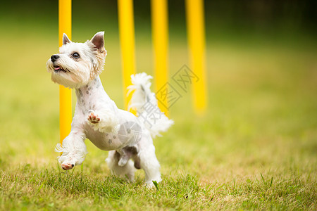 可爱的小小狗做敏捷的训练 跑板球场地激流乐趣公司犬类尾巴障碍编织航班回旋图片