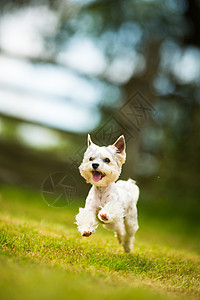 可爱的小小狗做敏捷的训练 跑板球跑步速度回旋爪子宠物草地场地乐趣公司动物图片