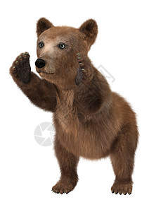 小棕熊哺乳动物野性拥抱野生动物动物白色棕色荒野小熊图片