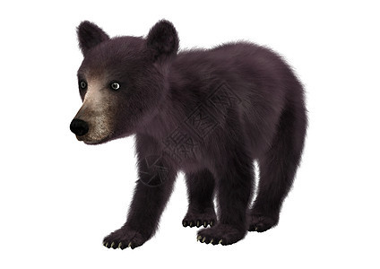 小黑熊食肉捕食者荒野黑色白色动物哺乳动物背景图片