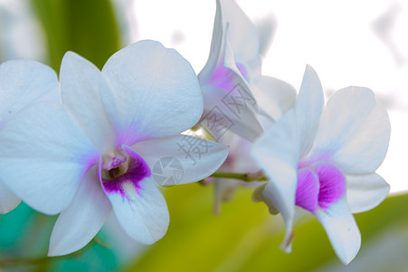 紫罗兰花花的缝合 白兰花盛开作为本底紫色植物群白色宏观美丽活力植物粉色叶子花朵图片