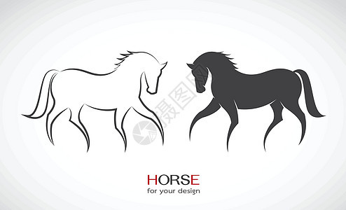 白色背景的马匹设计矢量图像图片