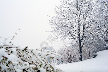 森林中的雪季节雪花风景天气新年树木降雪图片