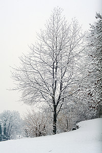 森林中的雪降雪新年季节树木雪花风景天气图片