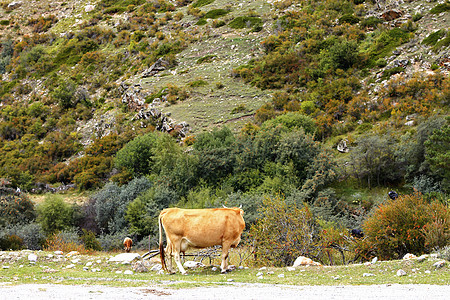 一只奶牛站在夏日草原上农村草地自由植物群牛奶晴天风景蓝色哺乳动物绿色植物图片
