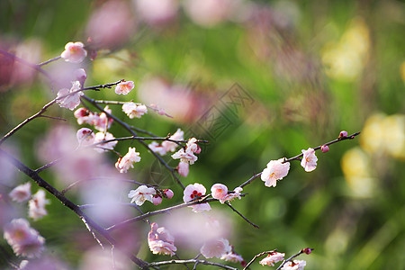 美丽的梅花花粉色植物黄色梅花白色近畿图片