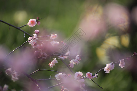 美丽的梅花花黄色植物梅花白色粉色近畿图片