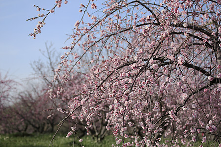 美丽的梅花花粉色近畿梅花白色黄色植物图片