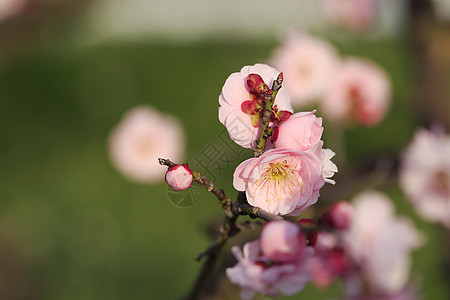 美丽的梅花花粉色植物白色近畿梅花黄色图片