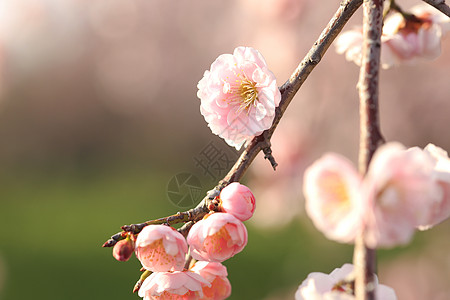 美丽的梅花花近畿白色梅花粉色黄色植物图片