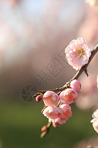 美丽的梅花花梅花近畿黄色植物白色粉色图片