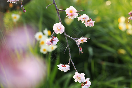 美丽的梅花花季节梅花植物李子晴天水仙黄色近畿白色粉色图片