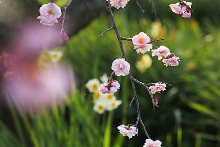美丽的梅花花粉色季节白色植物晴天近畿黄色梅花水仙李子图片