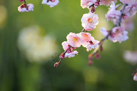美丽的梅花花粉色水仙近畿黄色植物季节晴天李子白色梅花图片
