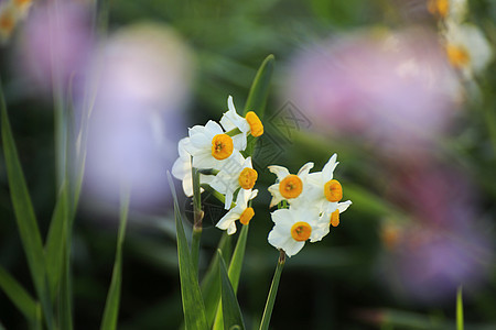 美丽的梅花花粉色梅花水仙植物晴天李子近畿黄色季节白色图片