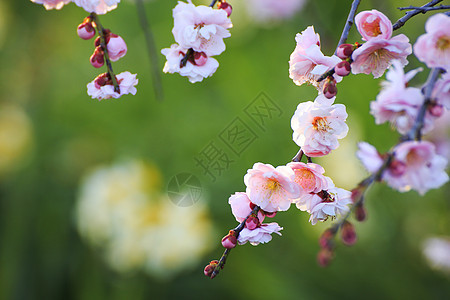 美丽的梅花花梅花近畿粉色晴天植物白色黄色季节李子水仙图片