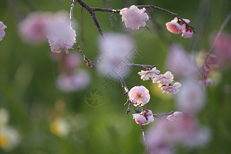 美丽的梅花花季节白色植物近畿粉色李子梅花晴天黄色水仙图片