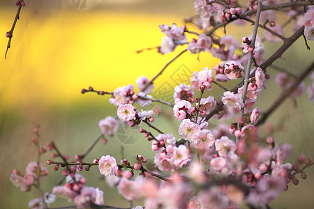 美丽的梅花花白色近畿黄色植物梅花粉色图片