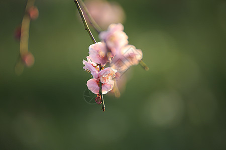 美丽的梅花花粉色梅花近畿白色黄色植物图片