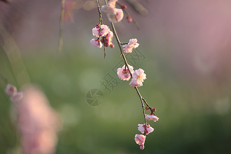 美丽的梅花花粉色黄色植物梅花白色近畿图片