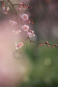 美丽的梅花花植物梅花白色黄色粉色近畿图片