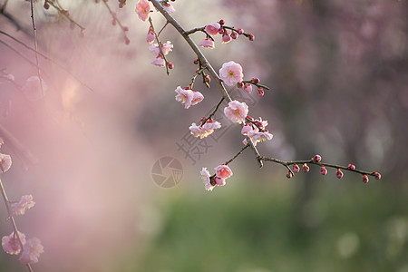 美丽的梅花花近畿粉色黄色植物白色梅花图片