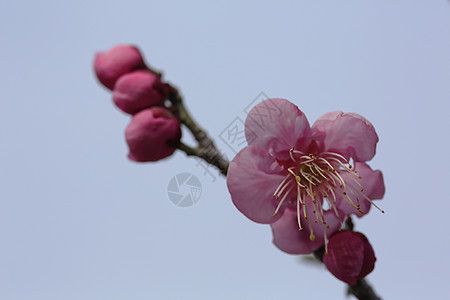 美丽的花朵在春天盛开白色植物粉色黄色近畿梅花图片