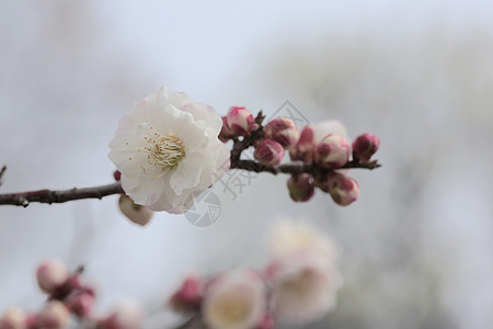 美丽的花朵在春天盛开粉色黄色植物梅花近畿白色图片