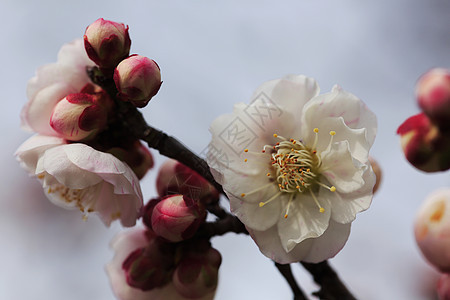 美丽的花朵在春天盛开白色粉色植物梅花黄色近畿图片