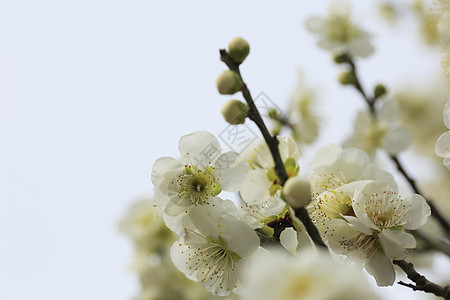 美丽的花朵在春天盛开近畿黄色白色梅花粉色植物图片