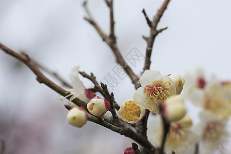 美丽的花朵在春天盛开黄色白色近畿梅花粉色植物图片