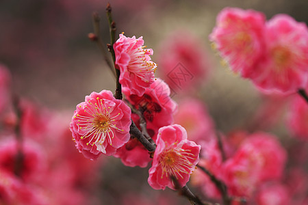 美丽的花朵在春天盛开白色近畿梅花植物黄色粉色图片