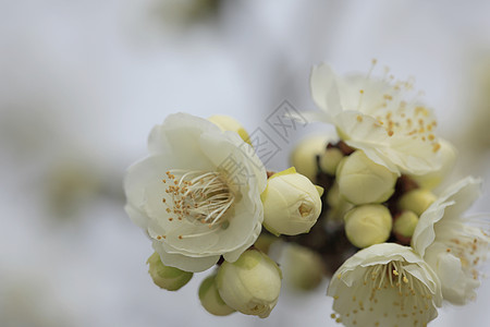 美丽的花朵在春天盛开黄色植物梅花白色粉色近畿图片