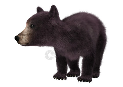小黑熊黑色白色食肉动物哺乳动物荒野捕食者背景图片