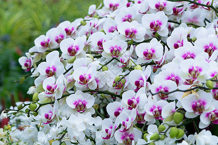 粉色长性花束植物学兰花热带植物紫色植物群花瓣图片