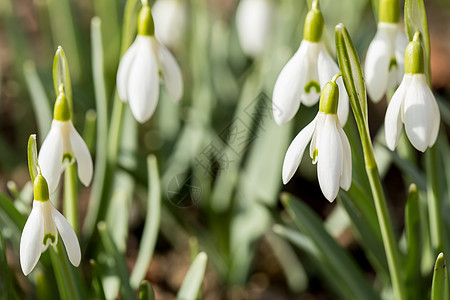 春天下雪时开花进取心投标植物群白色草地花店季节性植物雌蕊耐力图片