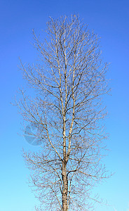 蓝天上裸露的树背景图片