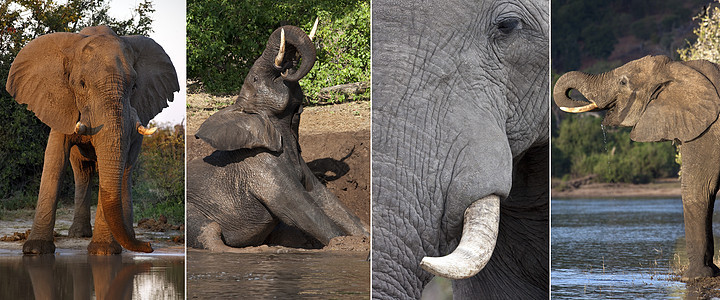 非洲大象     博茨瓦纳树干耳朵旅行厚皮飞溅旅游动物荒野哺乳动物野生动物图片