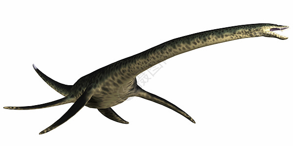 白银牙齿灭绝庞然大物主题脚蹼脊椎动物插图海洋恐龙动物图片