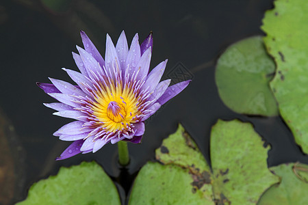 紧贴的莲油花荷花公园紫色绿色热带池塘植物学叶子植物群百合图片