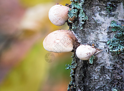 仙子真菌长在树上火种植物蘑菇寄生虫白色棕色苔藓森林水平生活图片